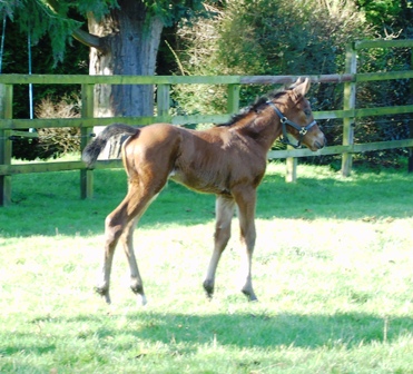 2020 filly by Ulysees